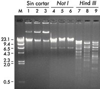 Se purificó el ADN de tres clones BAC diferentes de una 